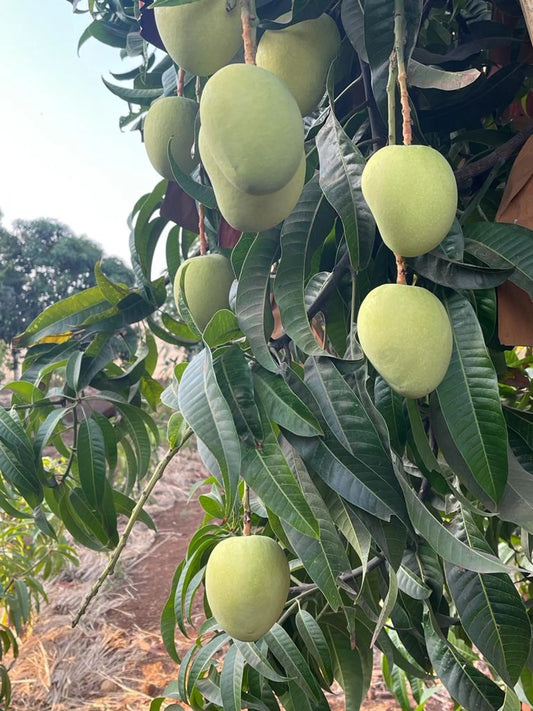 Organic Alphonso Mangoes