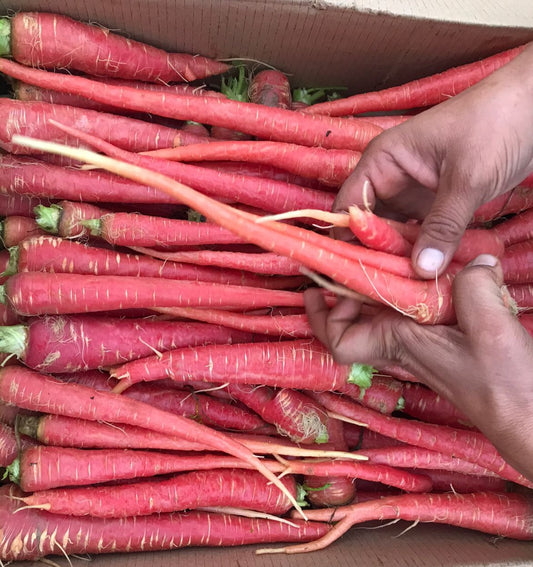 Organic Carrot