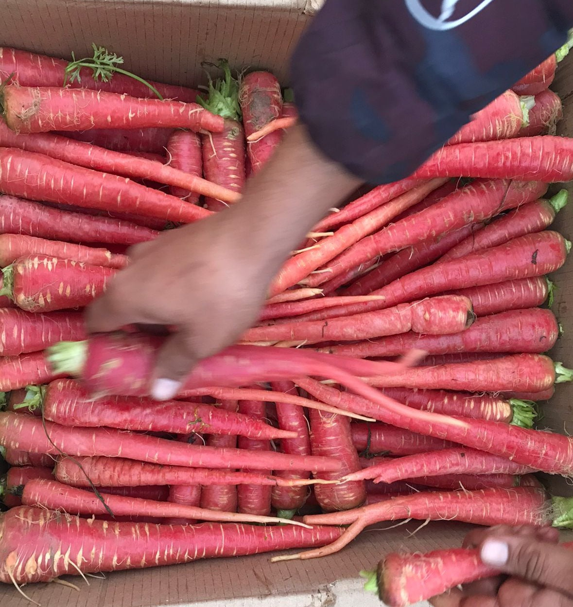 Organic Carrot